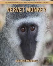 Vervet Monkey