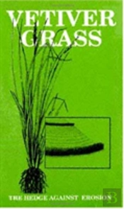 Vetiver Grass