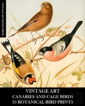 Vintage Art: Canaries And Cage Bird 35 B
