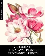 Vintage Art: Himalayan Plants 20 Botanic