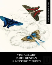 Vintage Art: James Duncan: 18 Butterfly
