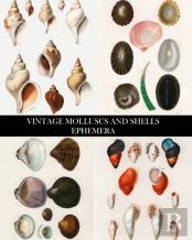 Vintage Molluscs And Shell Ephemera