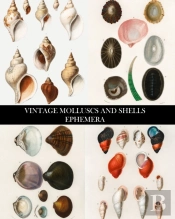 Vintage Molluscs And Shell Ephemera