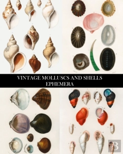 Bertrand.pt - Vintage Molluscs And Shell Ephemera