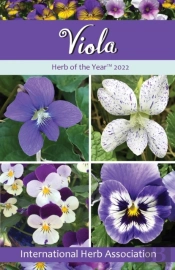 Viola