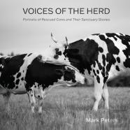 Voices Of The Herd