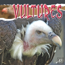 Bertrand.pt - Vultures