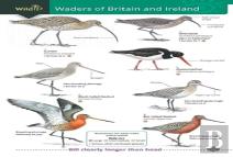 Wader Of Britain And Ireland