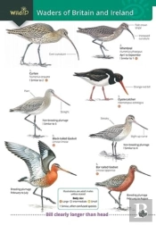 Wader Of Britain And Ireland
