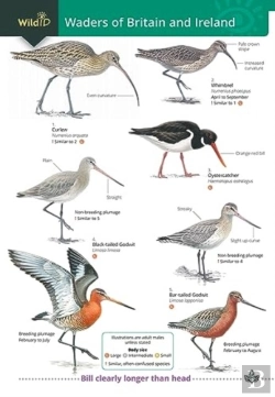 Bertrand.pt - Wader Of Britain And Ireland