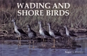 Wading And Shore Birds