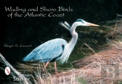 Wading & Shore Birds Of The Atlantic Coast