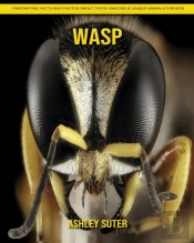 Wasp