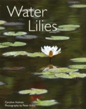 Water Lilies