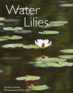 Bertrand.pt - Water Lilies