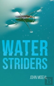 Water Striders