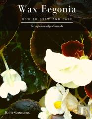 Wax Begonia