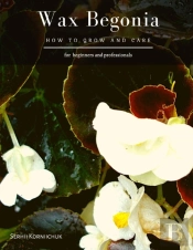 Wax Begonia