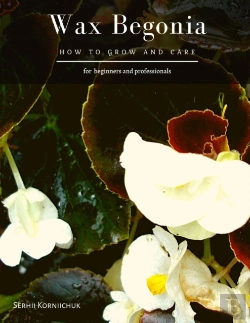 Bertrand.pt - Wax Begonia