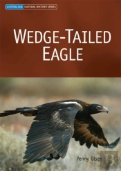 Wedge-Tailed Eagle