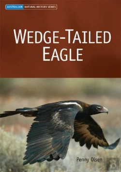 Bertrand.pt - Wedge-Tailed Eagle