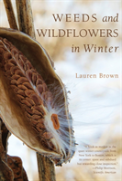Weeds And Wildflowers In Winter