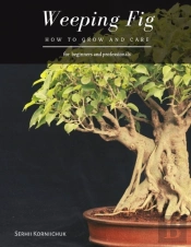 Weeping Fig