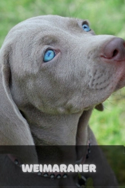 Bertrand.pt - Weimaraner