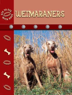 Bertrand.pt - Weimaraners
