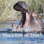 Well Will You Look At That? Mouth & Teeth