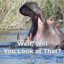 Bertrand.pt - Well Will You Look At That? Mouth & Teeth