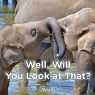Well, Will You Look At That? Noses