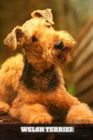 Welsh Terrier