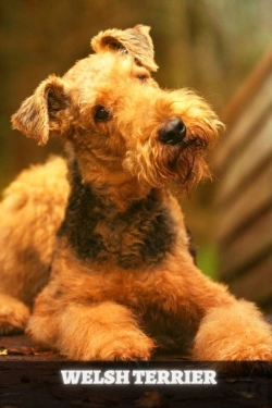 Bertrand.pt - Welsh Terrier