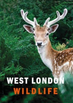 Bertrand.pt - West London Wildlife