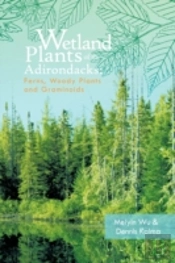 Wetland Plants Of The Adirondacks