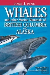 Whales And Other Marine Mammals Of British Columbia And Alaska