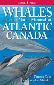 Whales And Other Marine Mammals Of The East Coast