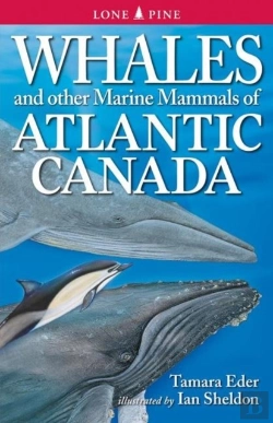 Bertrand.pt - Whales And Other Marine Mammals Of The East Coast