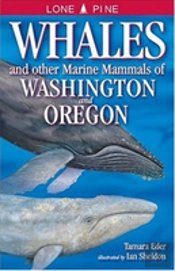 Whales And Other Marine Mammals Of Washington And Oregon