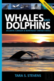 Whales & Dolphins Of Atlantic Canada & Northeast United States
