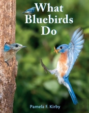 What Bluebirds Do