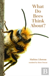 What Do Bees Think About?
