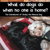 What Do Dogs Do When No One Is Home?