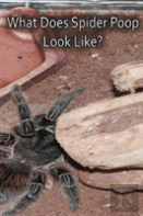 What Does Spider Poop Look Like?