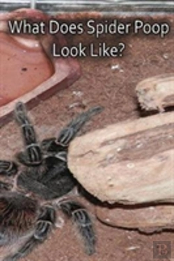 Bertrand.pt - What Does Spider Poop Look Like?