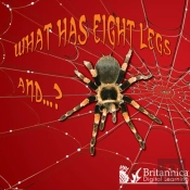 What Has Eight Legs And... ?