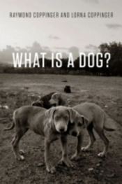 What Is A Dog?