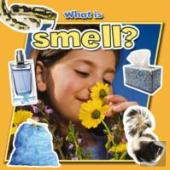 What Is Smell?