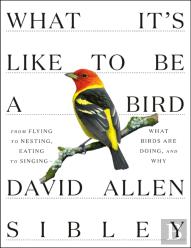 What It'S Like To Be A Bird